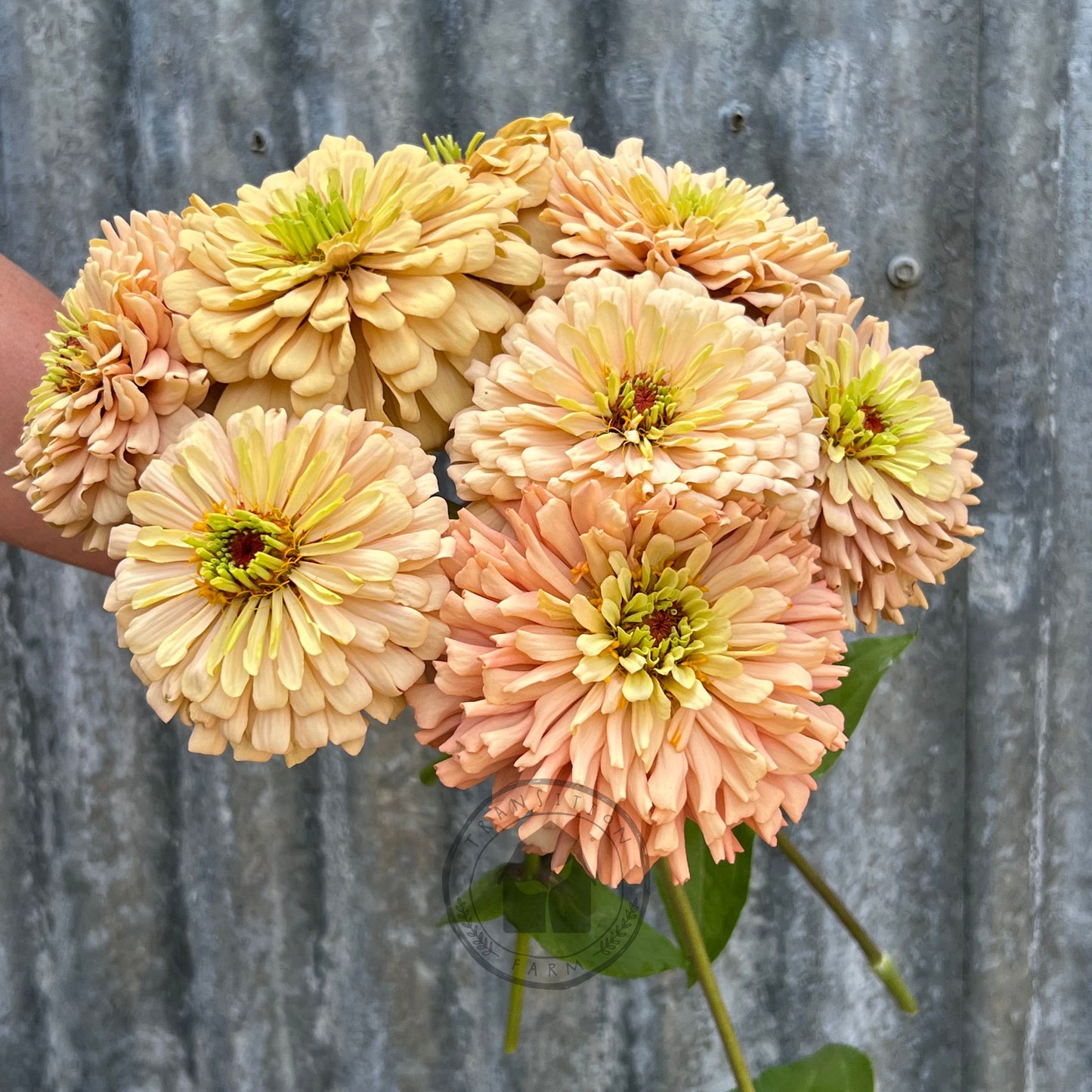 Transition Farm developed  Zinnia 'Mead'