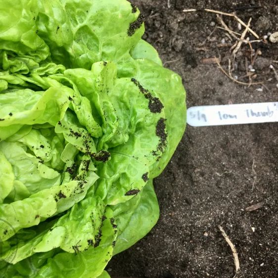 Butter Lettuce Collection