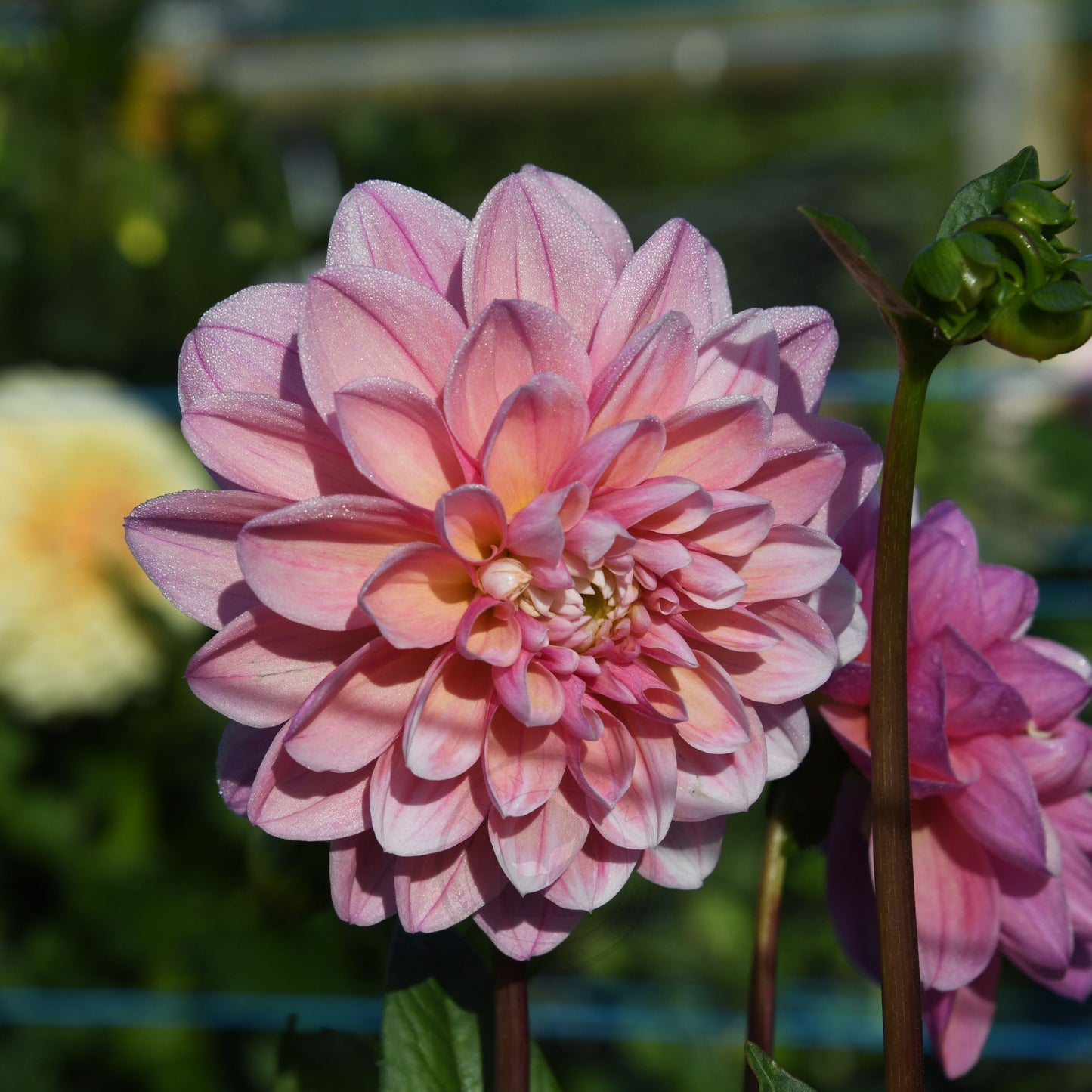 Dahlia 'Tropical Dream'