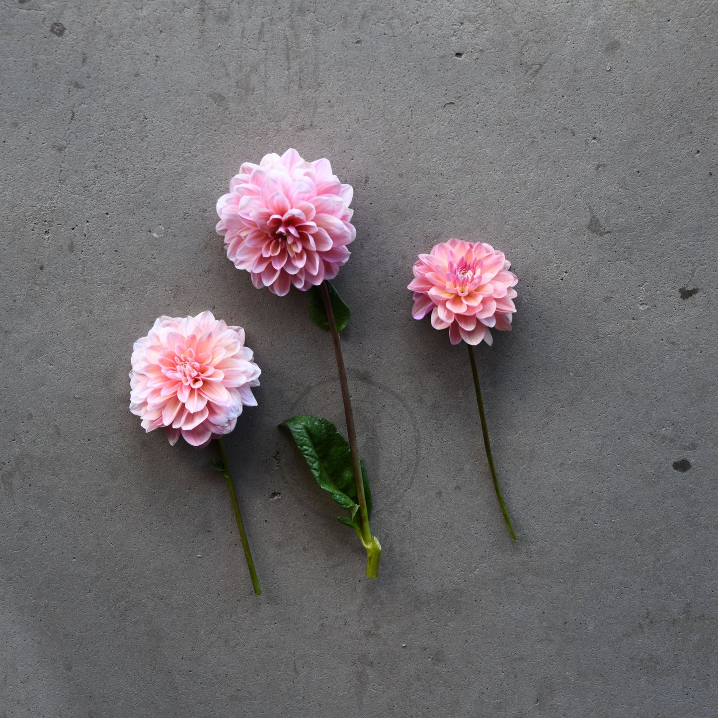 Dahlia 'Tropical Dream'