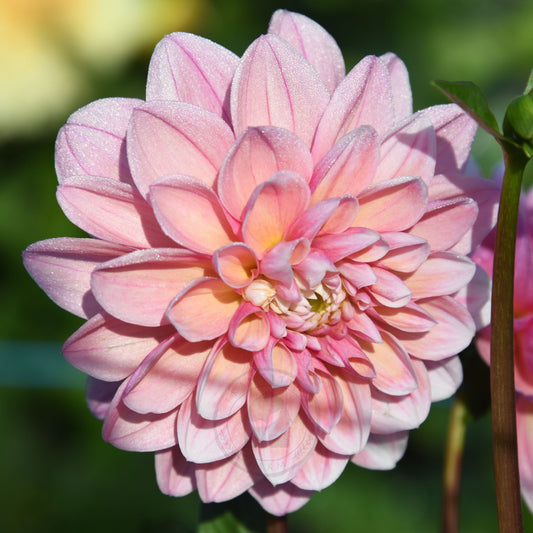 Dahlia 'Tropical Dream'