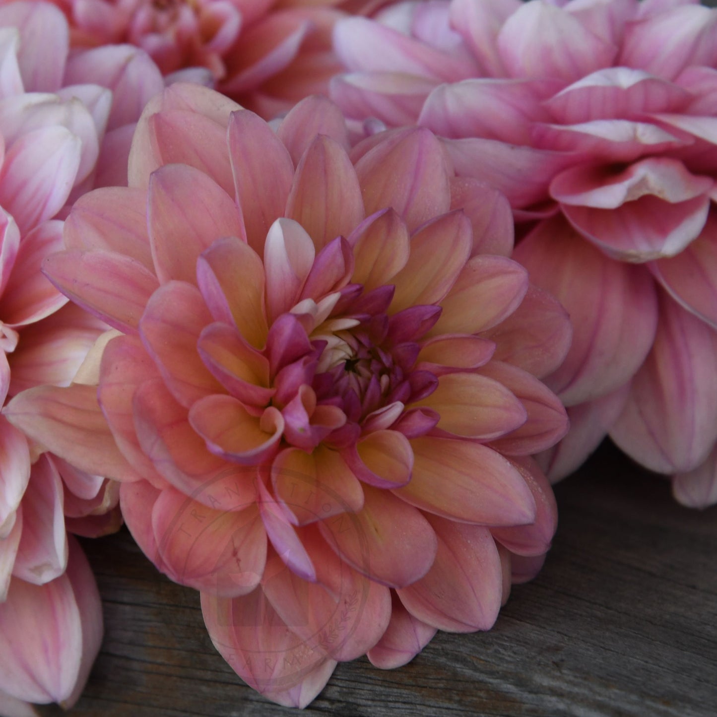 Dahlia 'Tropical Dream'
