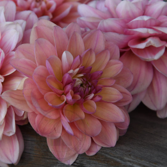 Dahlia 'Tropical Dream'