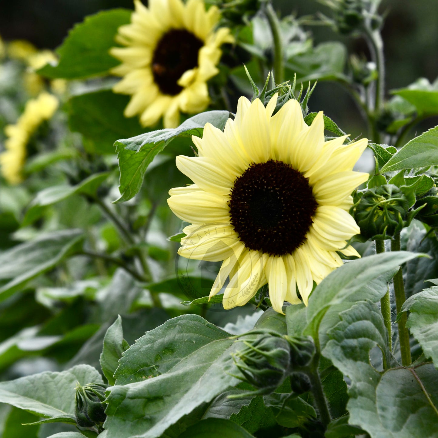 Sunflower in a field with green leaves