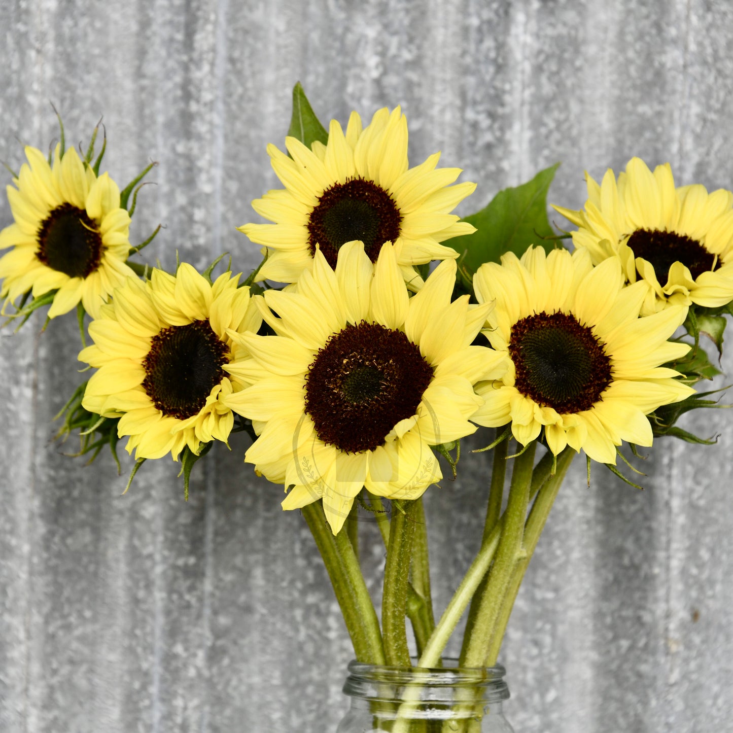valentine sunflowers in a clear glass vase against a corrugated iron shed background