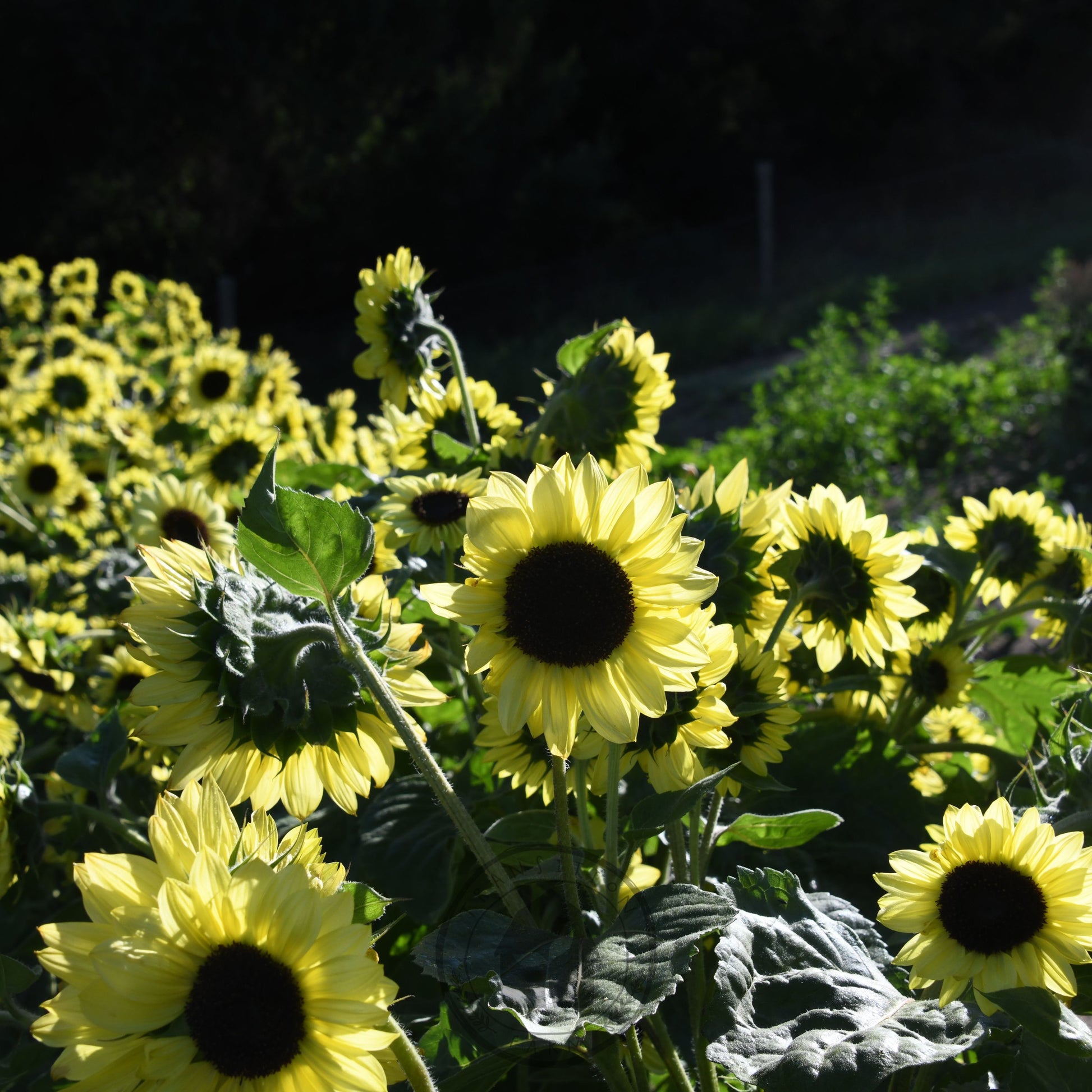Valentine Sunflower seed crop in a field with green leaves growing at Transition Farm