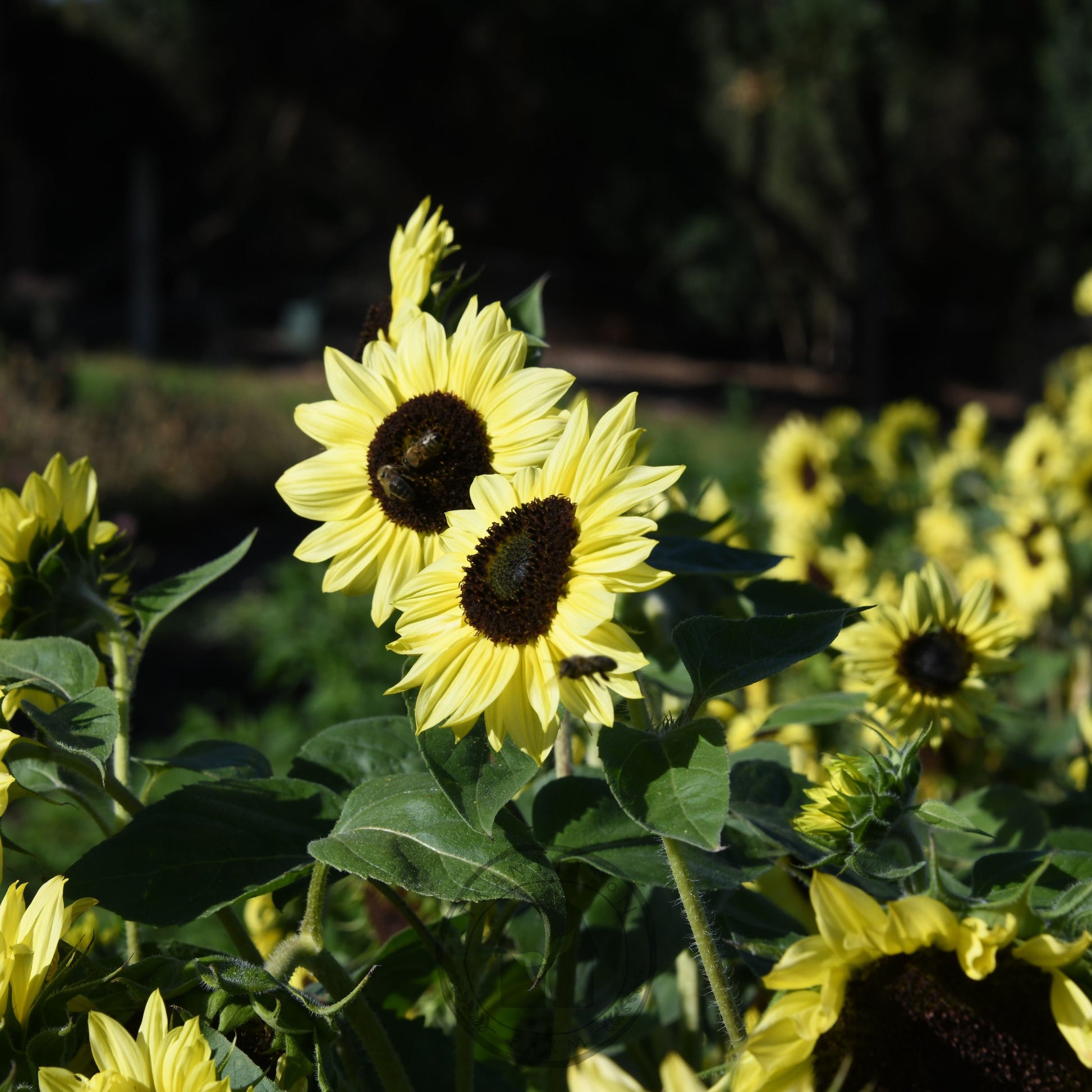 Transition Farm grown valentine Sunflowers with bees in a field