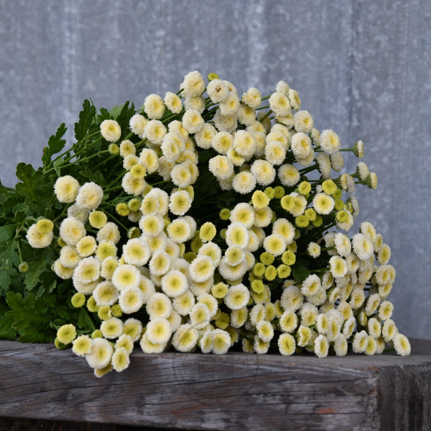 Feverfew 'Vegmo Snowball'