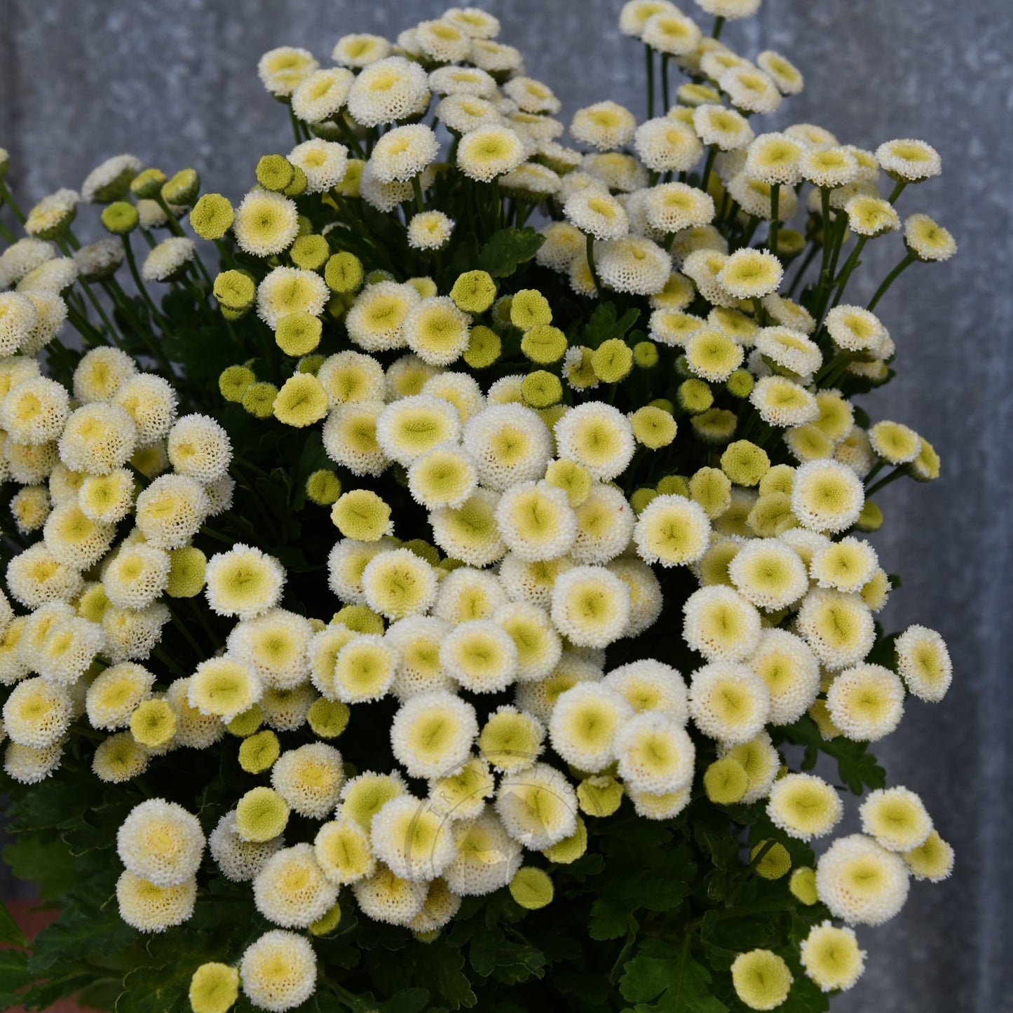 Feverfew 'Vegmo Snowball'