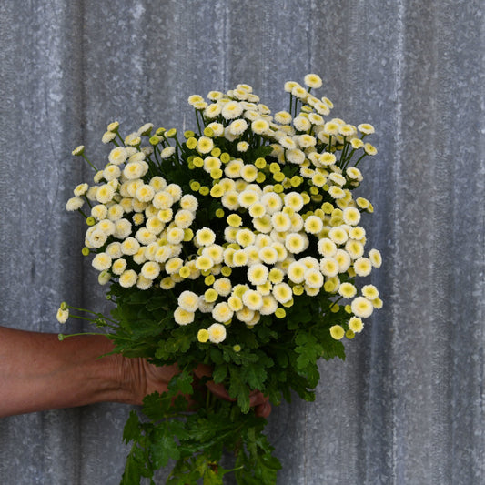 Feverfew 'Vegmo Snowball'