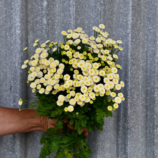 Feverfew 'Vegmo Snowball'