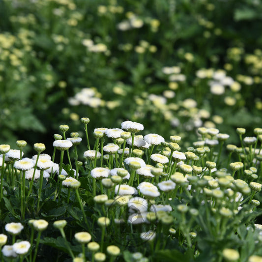 Feverfew 'Vegmo Snowball'