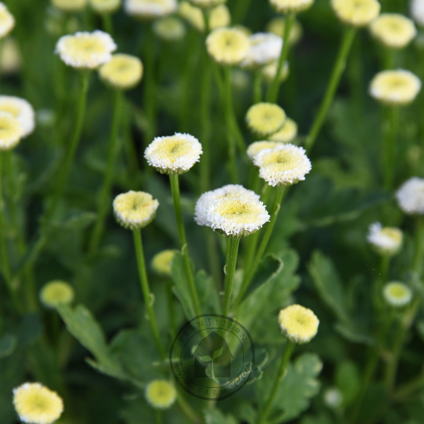 Feverfew 'Vegmo Snowball'
