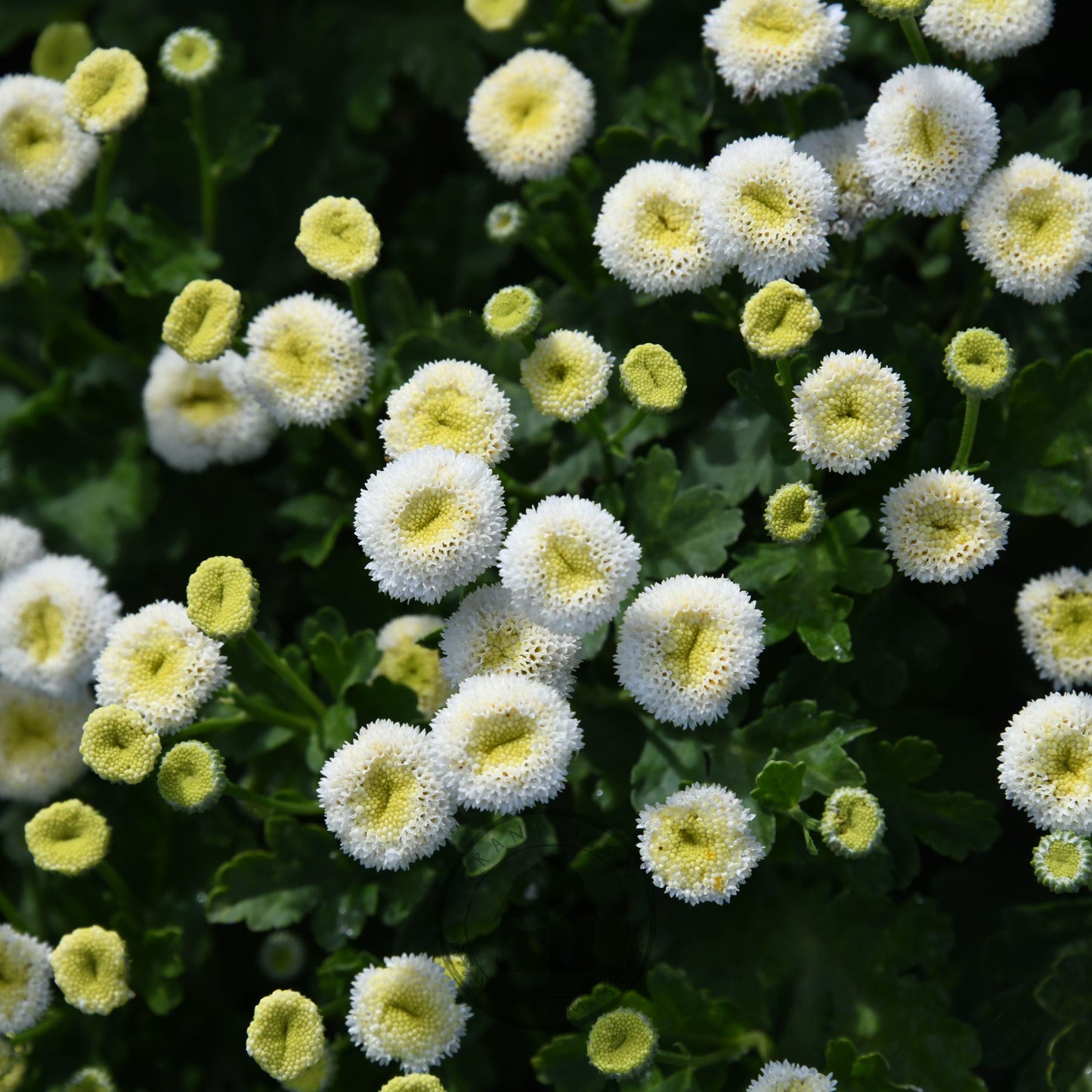 Feverfew 'Vegmo Snowball'
