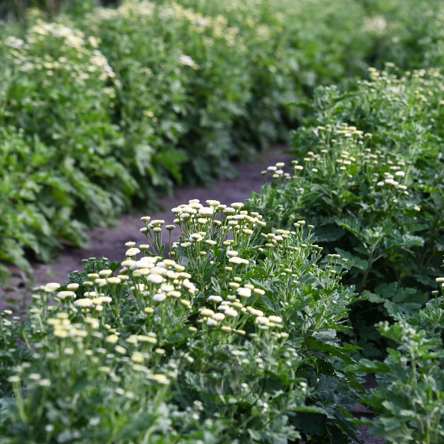 Feverfew 'Vegmo Snowball'