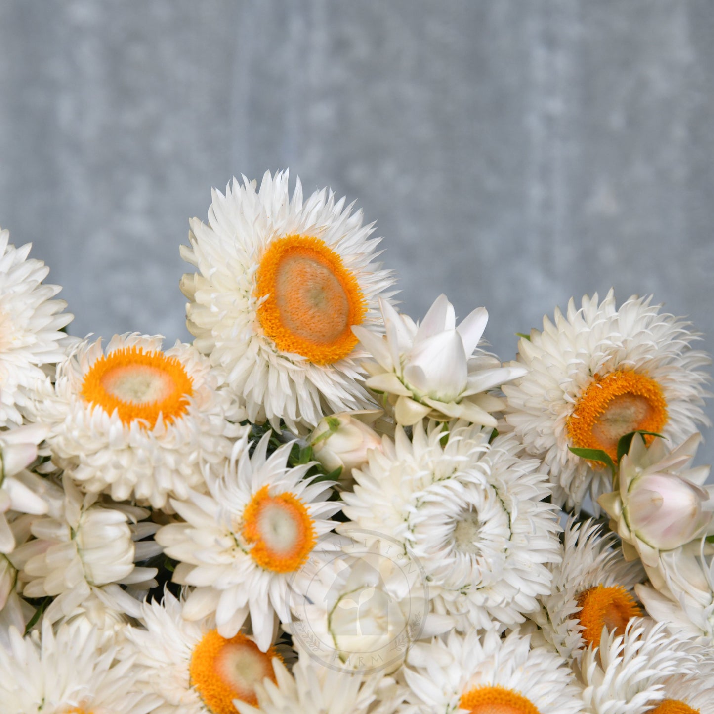 Strawflower 'Vintage White'