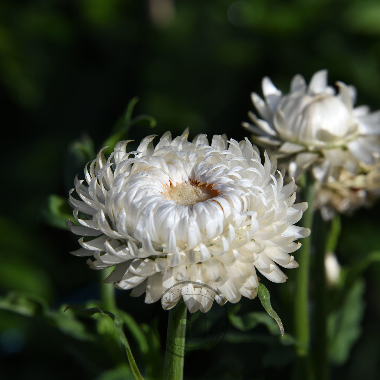 Strawflower 'Vintage White'