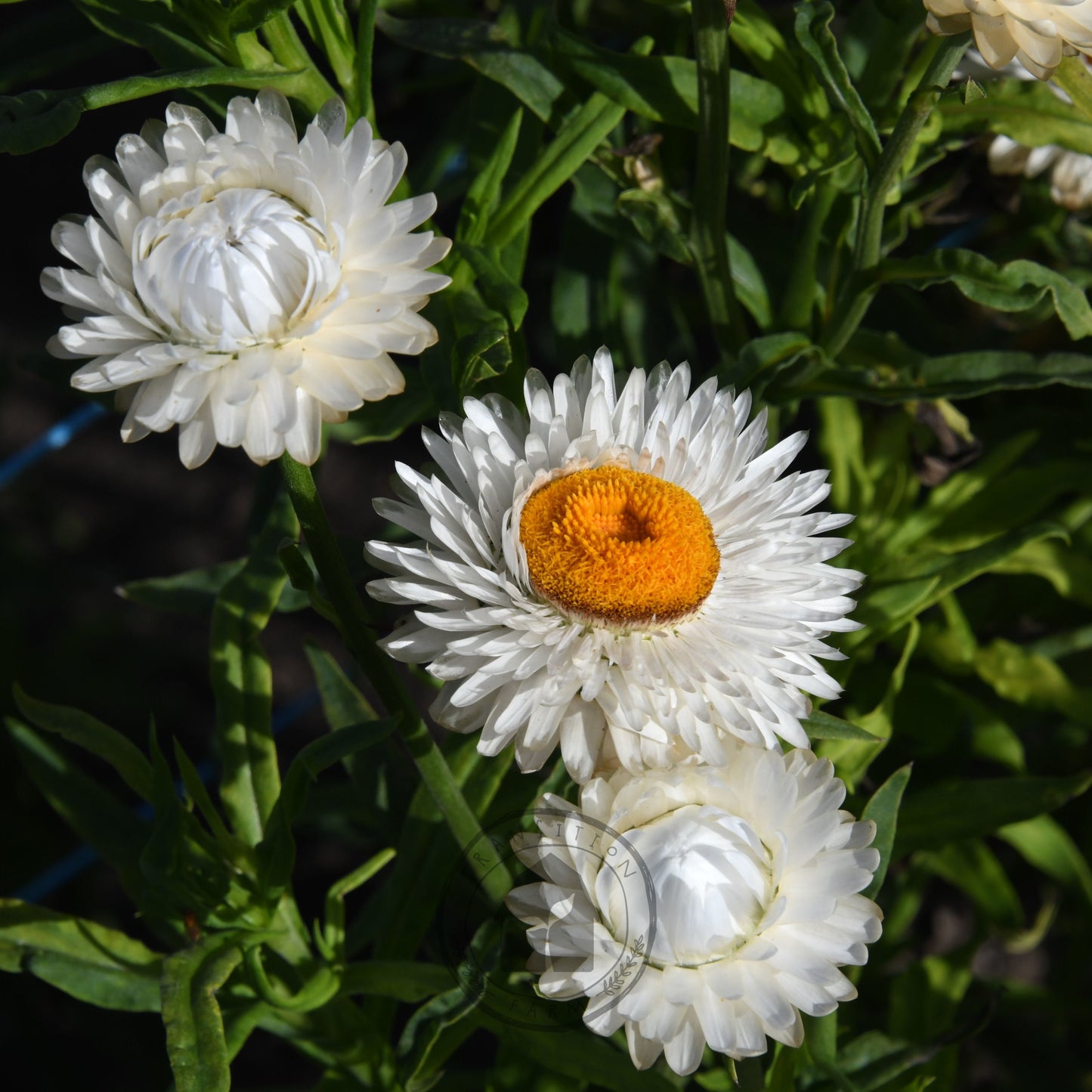 Strawflower 'Vintage White'