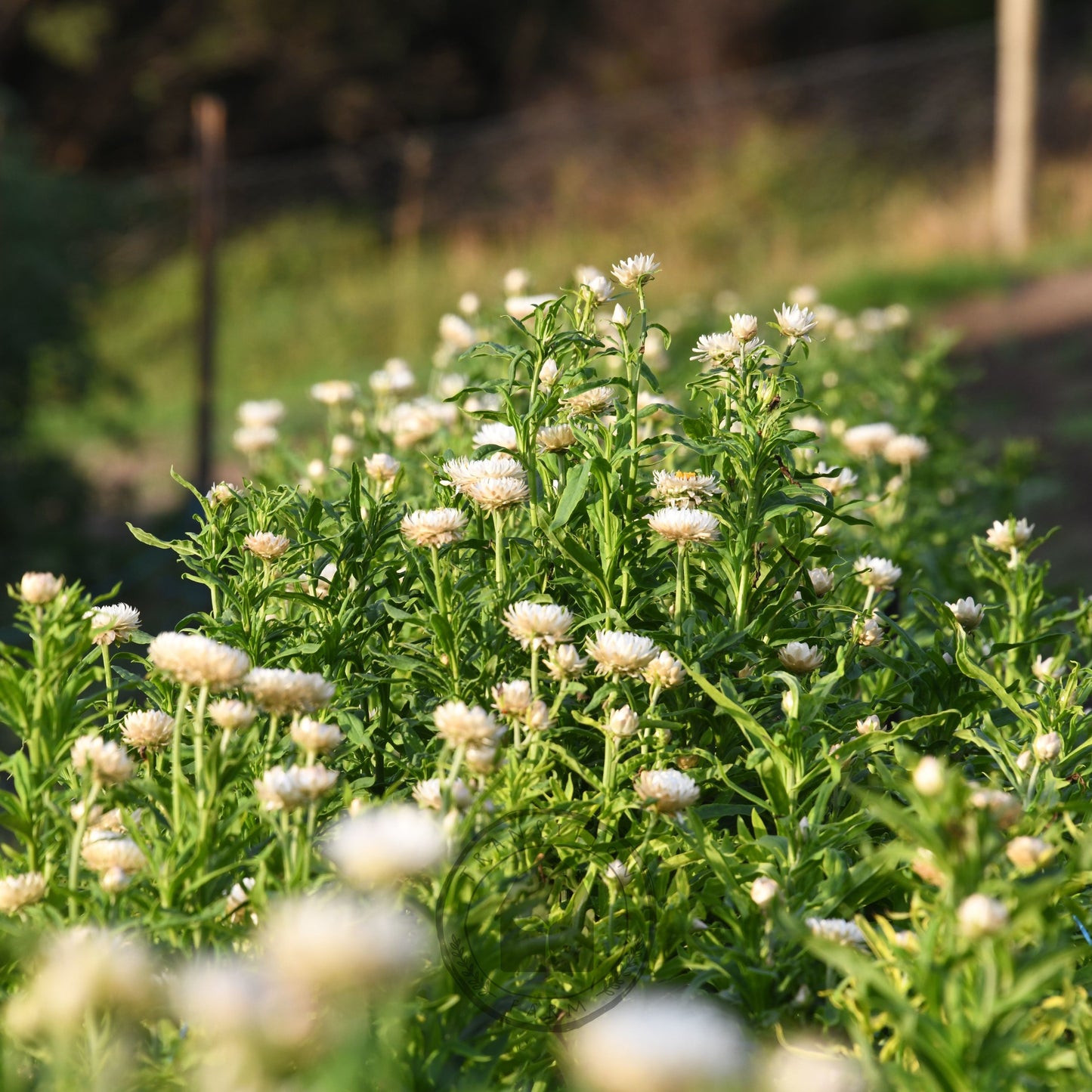 Strawflower 'Vintage White'