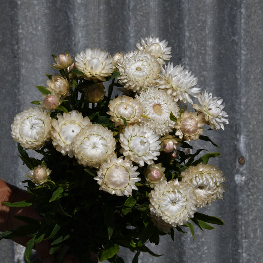 Strawflower 'Vintage White'