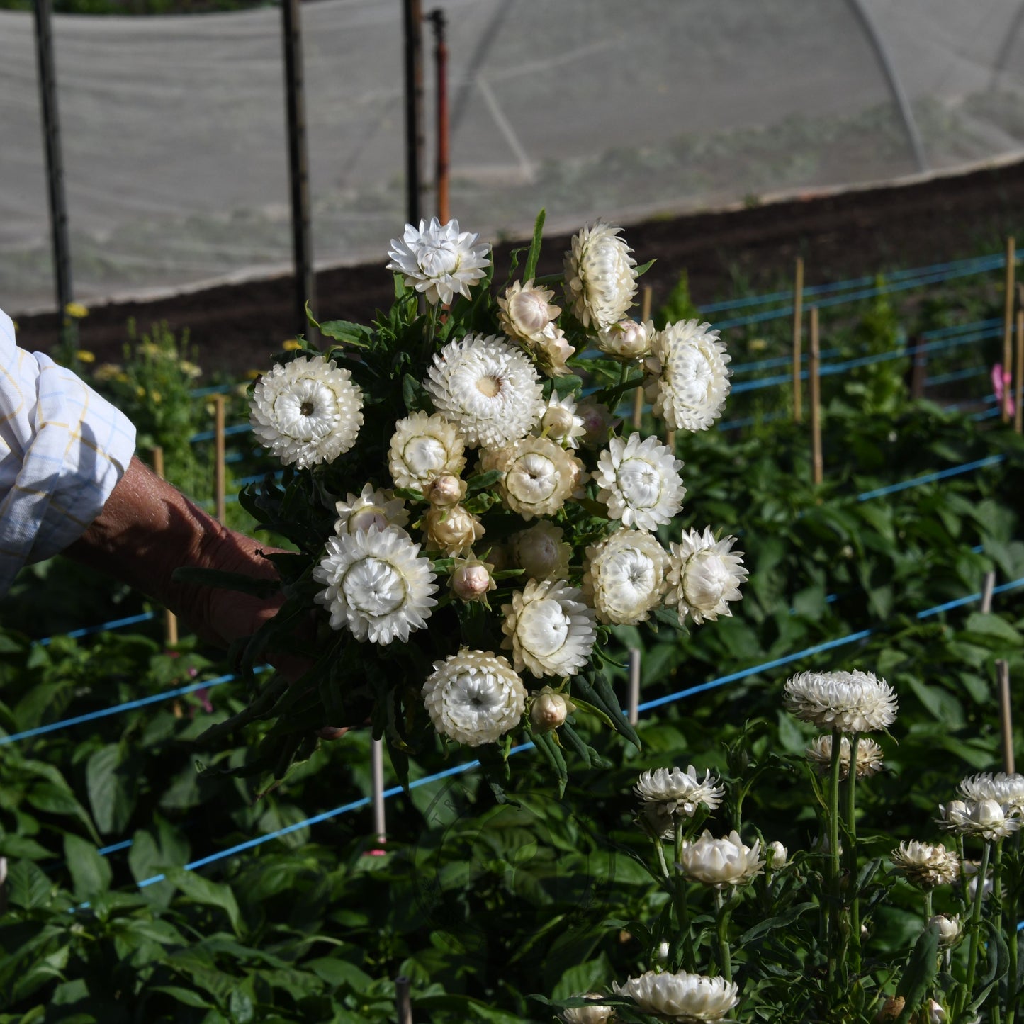 Strawflower 'Vintage White'