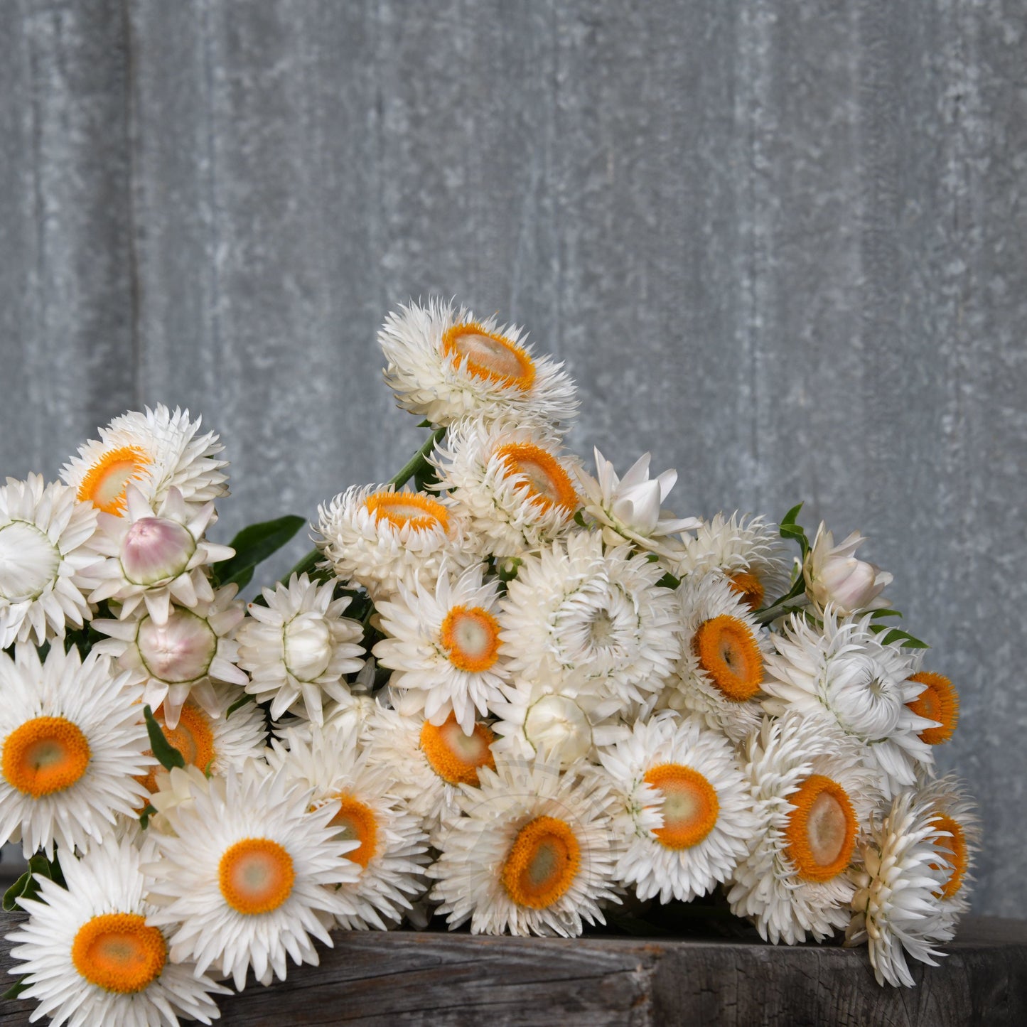 Strawflower 'Vintage White'