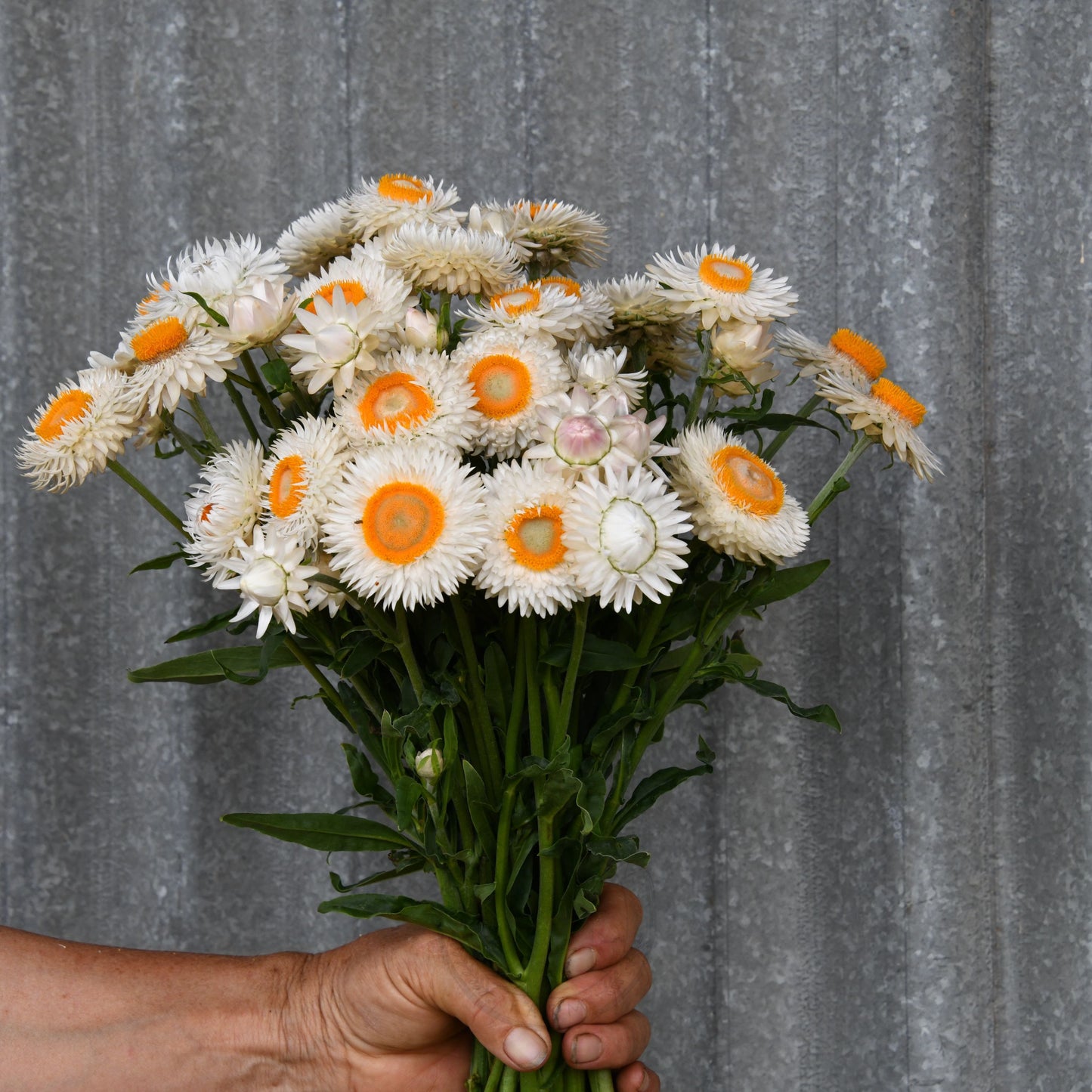 Strawflower 'Vintage White'