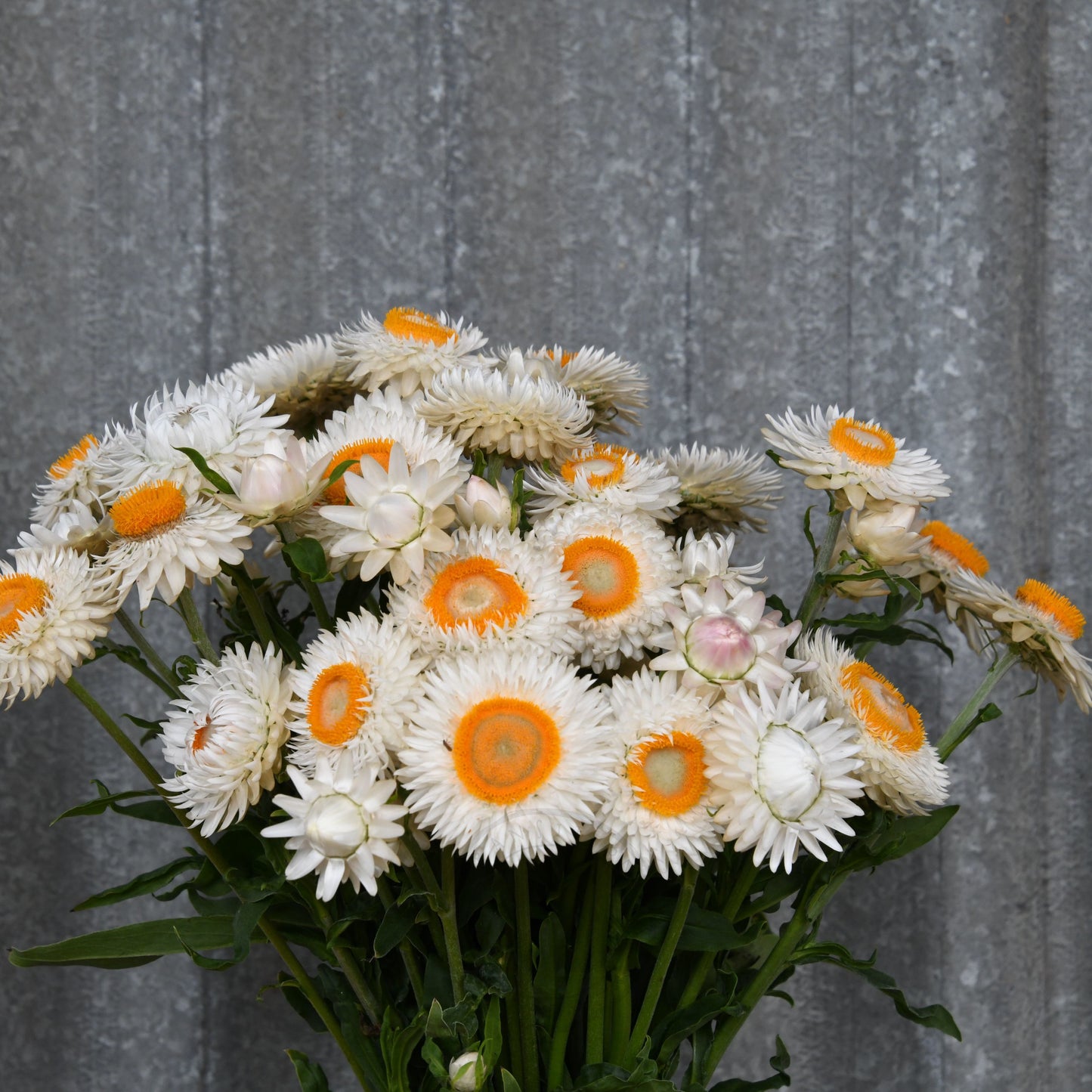 Strawflower 'Vintage White'