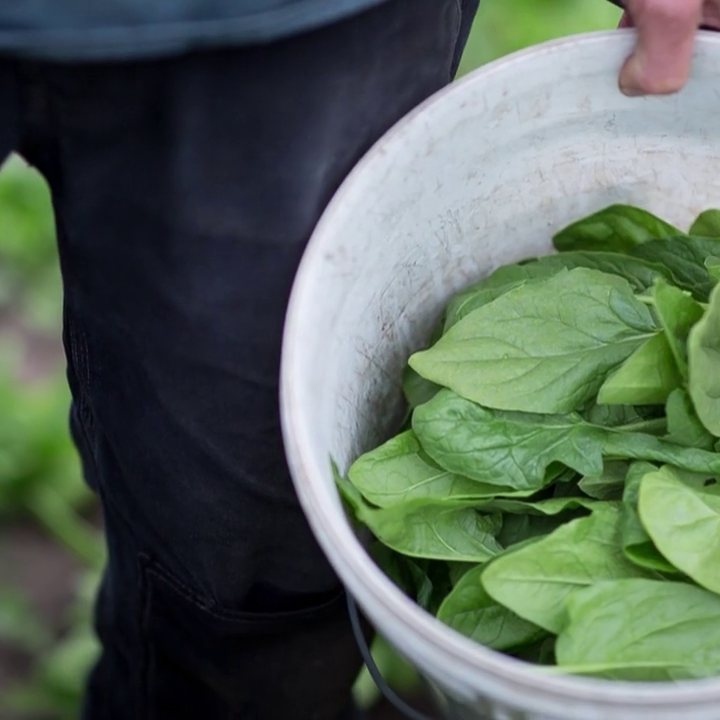 Spinach 'Equinox'