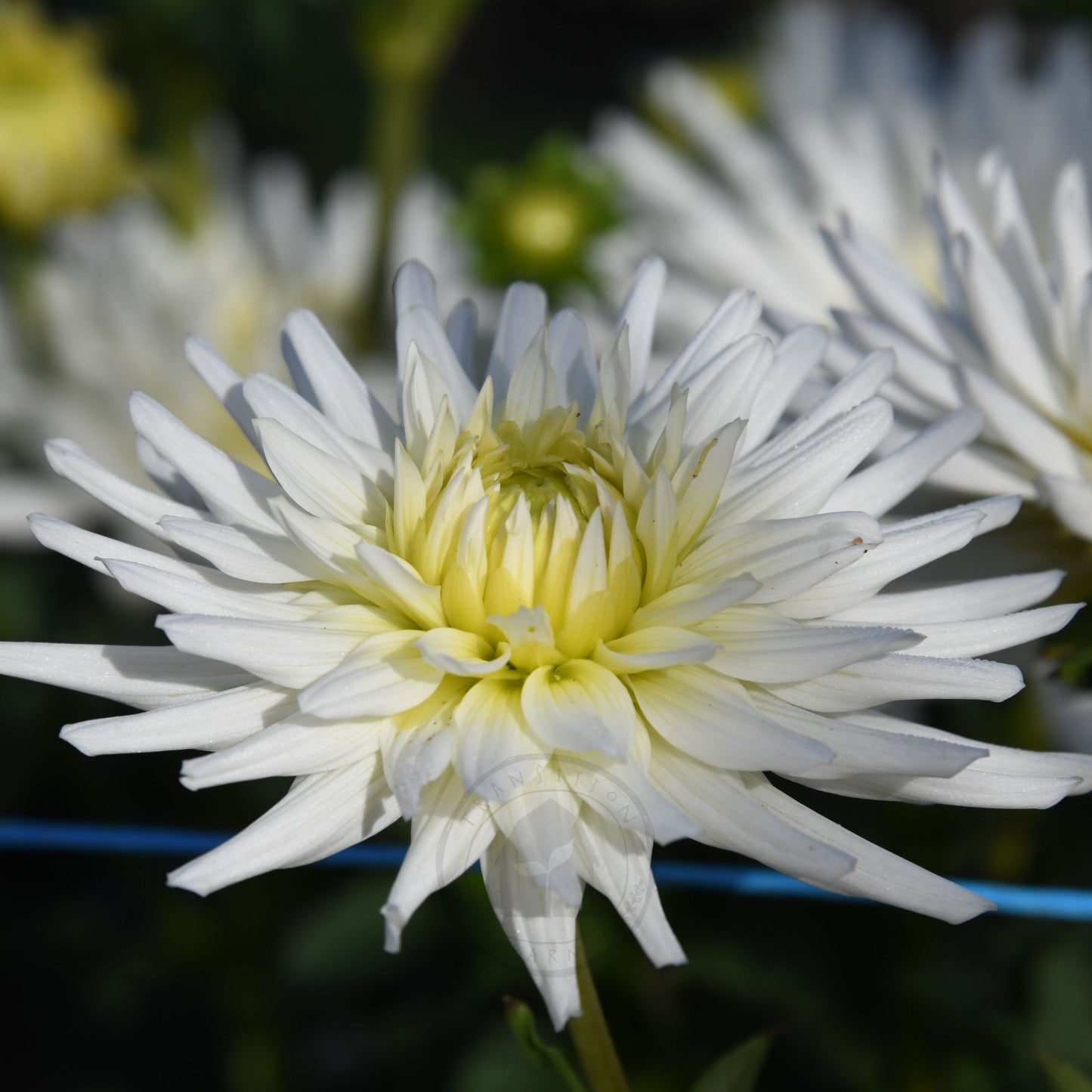 Dahlia 'My Love' (Buy 4 Get 1 Free)