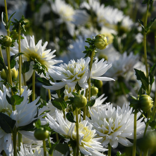 Dahlia 'My Love' (Buy 4 Get 1 Free)