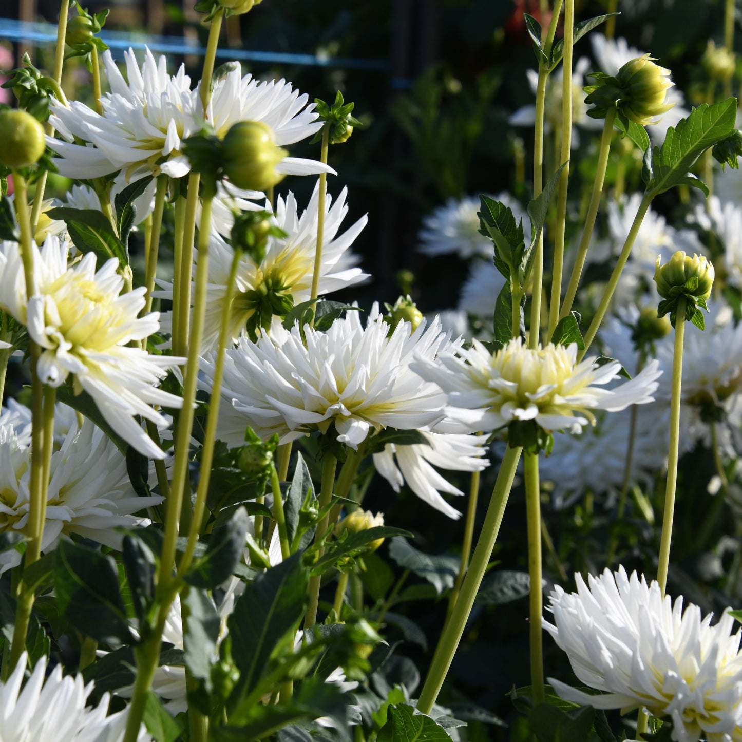 Dahlia 'My Love' (Buy 4 Get 1 Free)