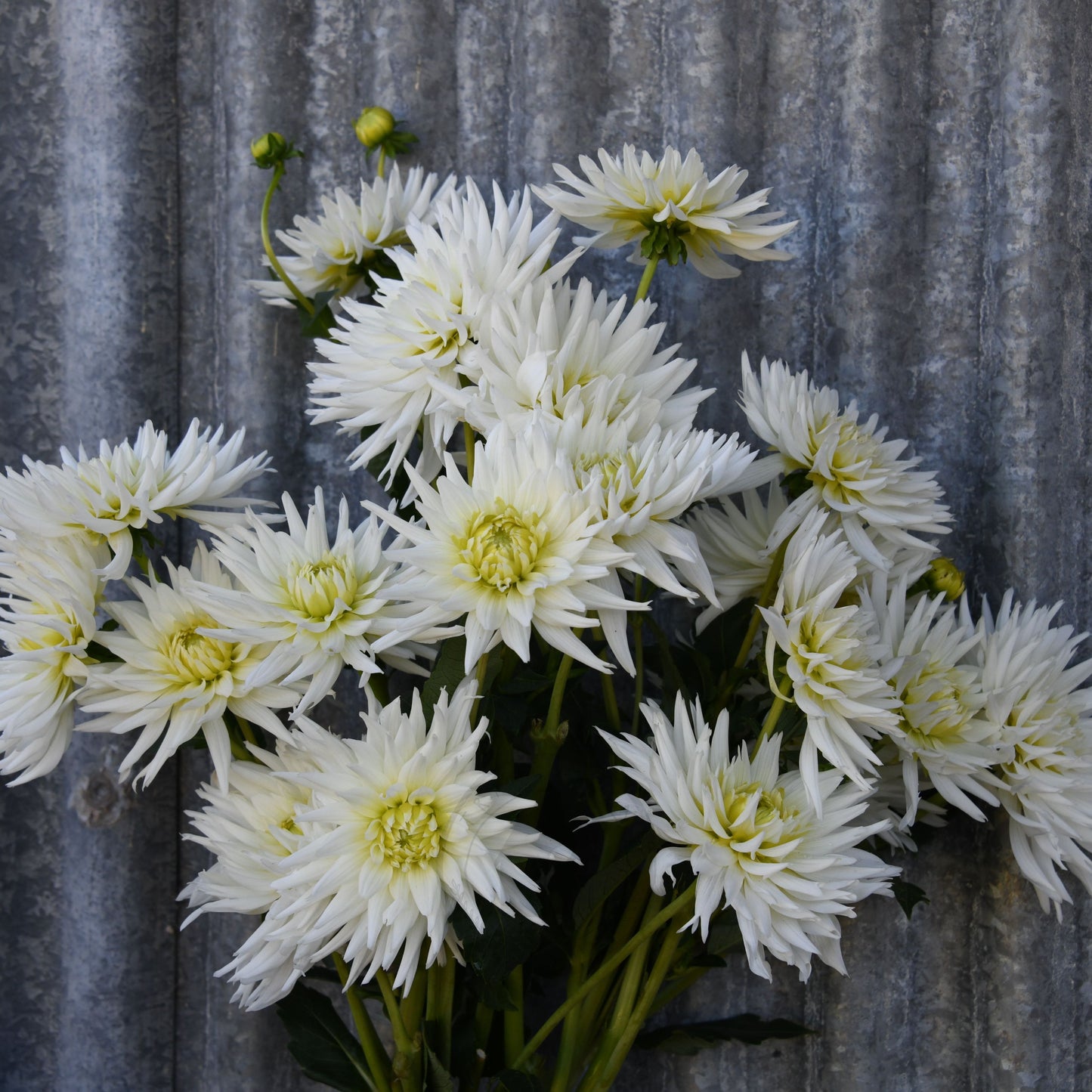 Dahlia 'My Love' (Buy 4 Get 1 Free)