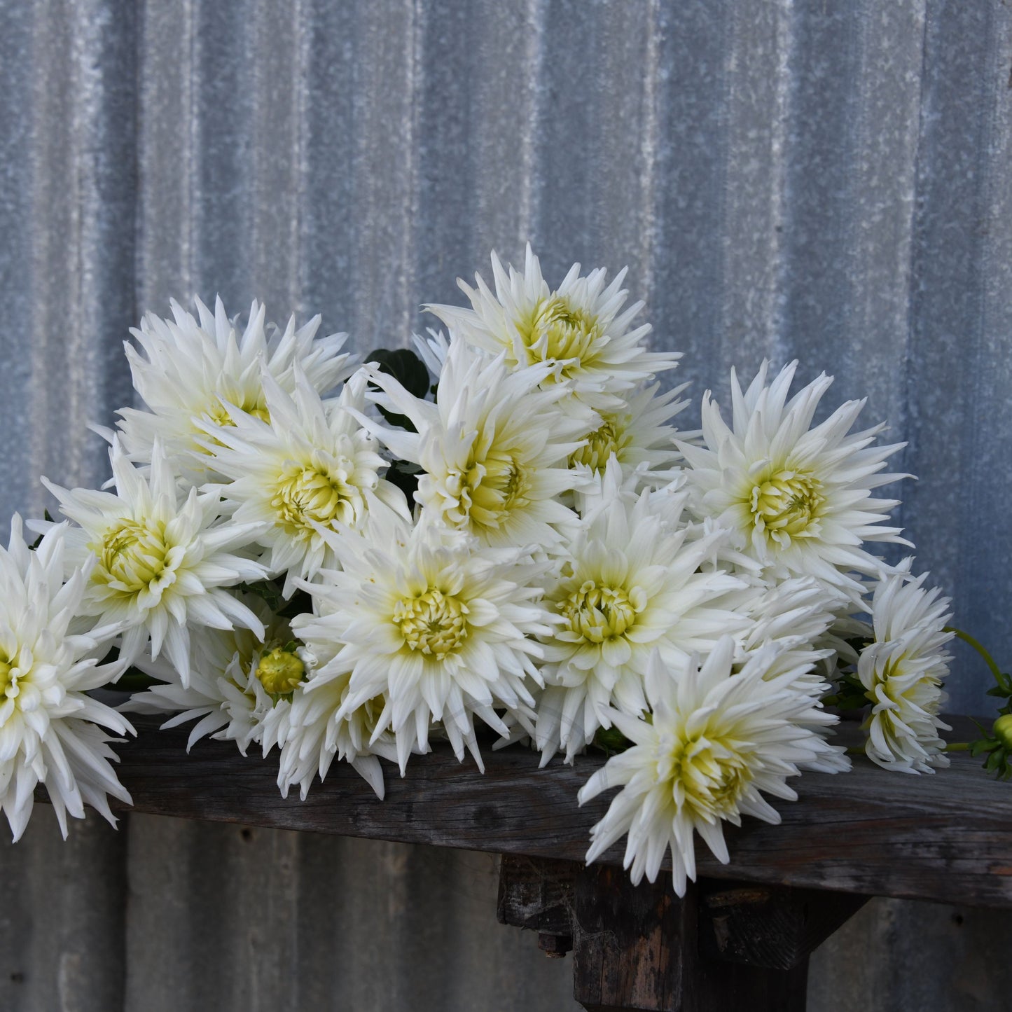 Dahlia 'My Love' (Buy 4 Get 1 Free)