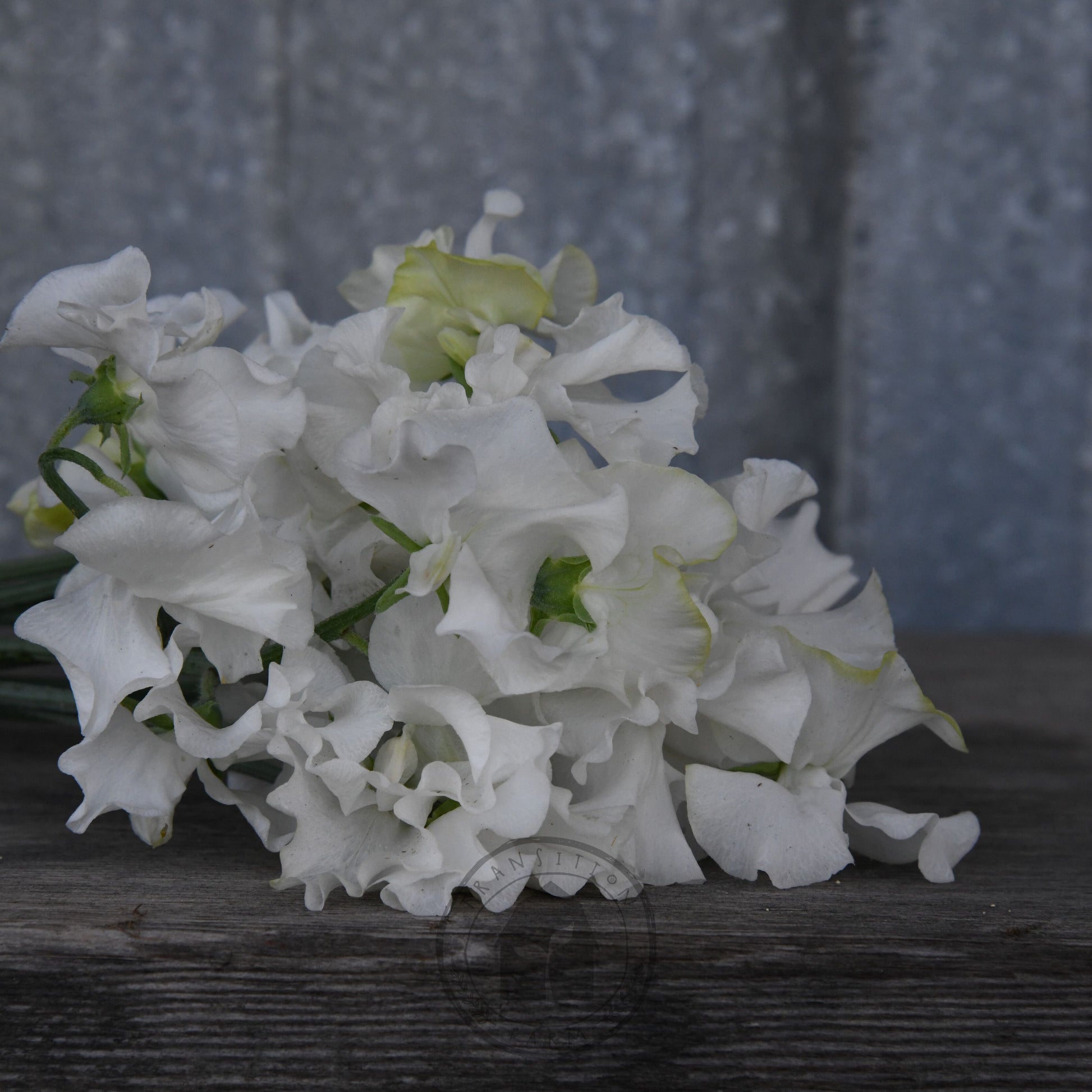 Bouquet of white flowers on a wooden surface with a blurred background