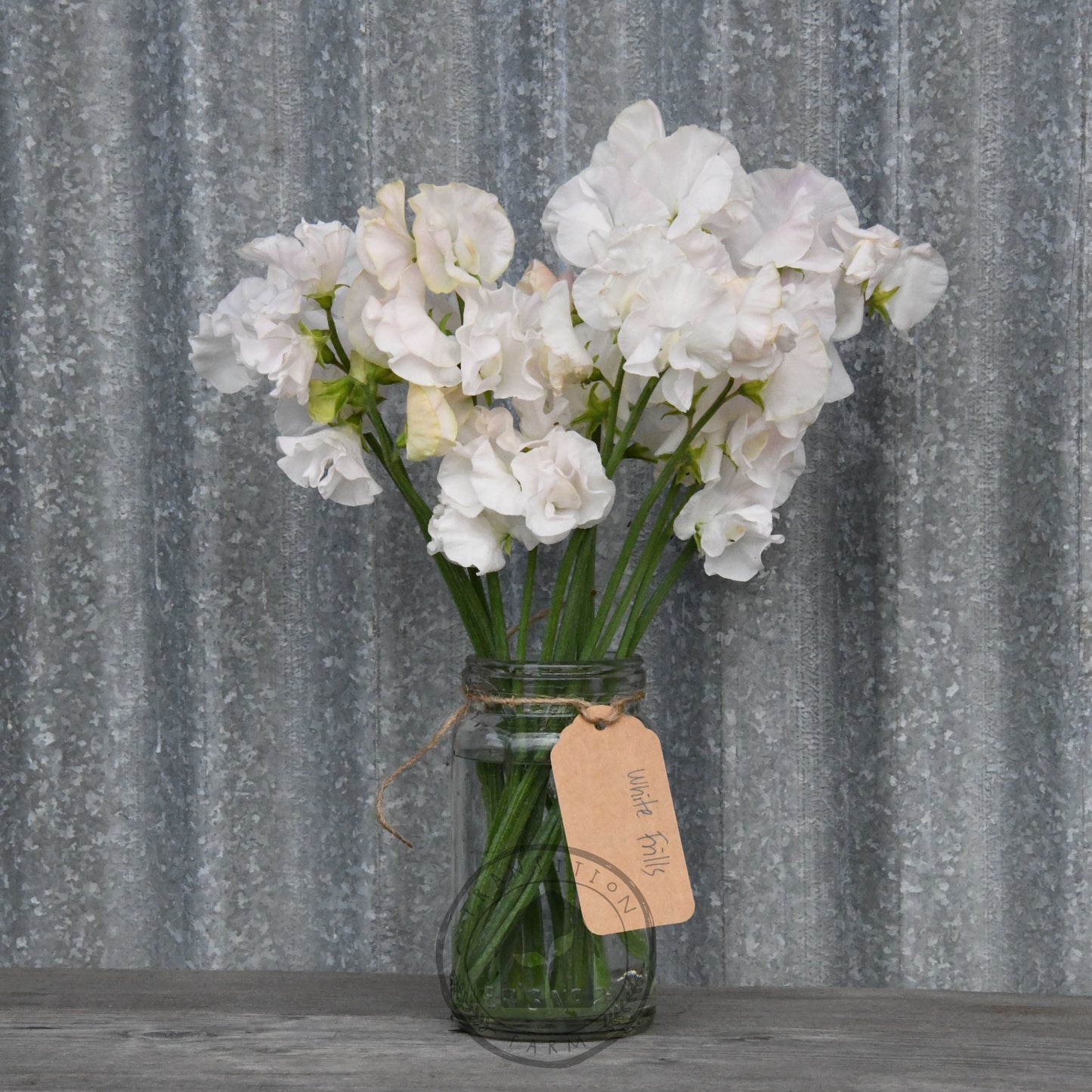 Sweet Pea 'White Frills'