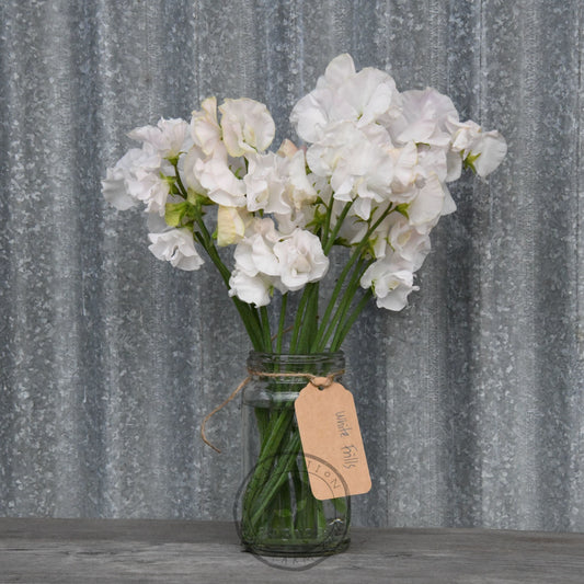 Sweet Pea 'White Frills'