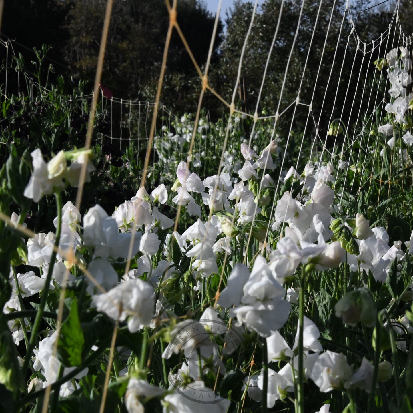Sweet Pea 'White Frills'