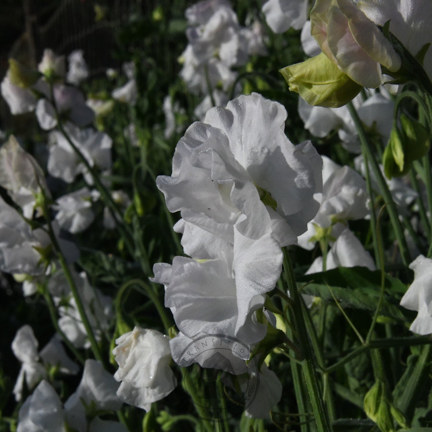Sweet Pea 'White Frills'