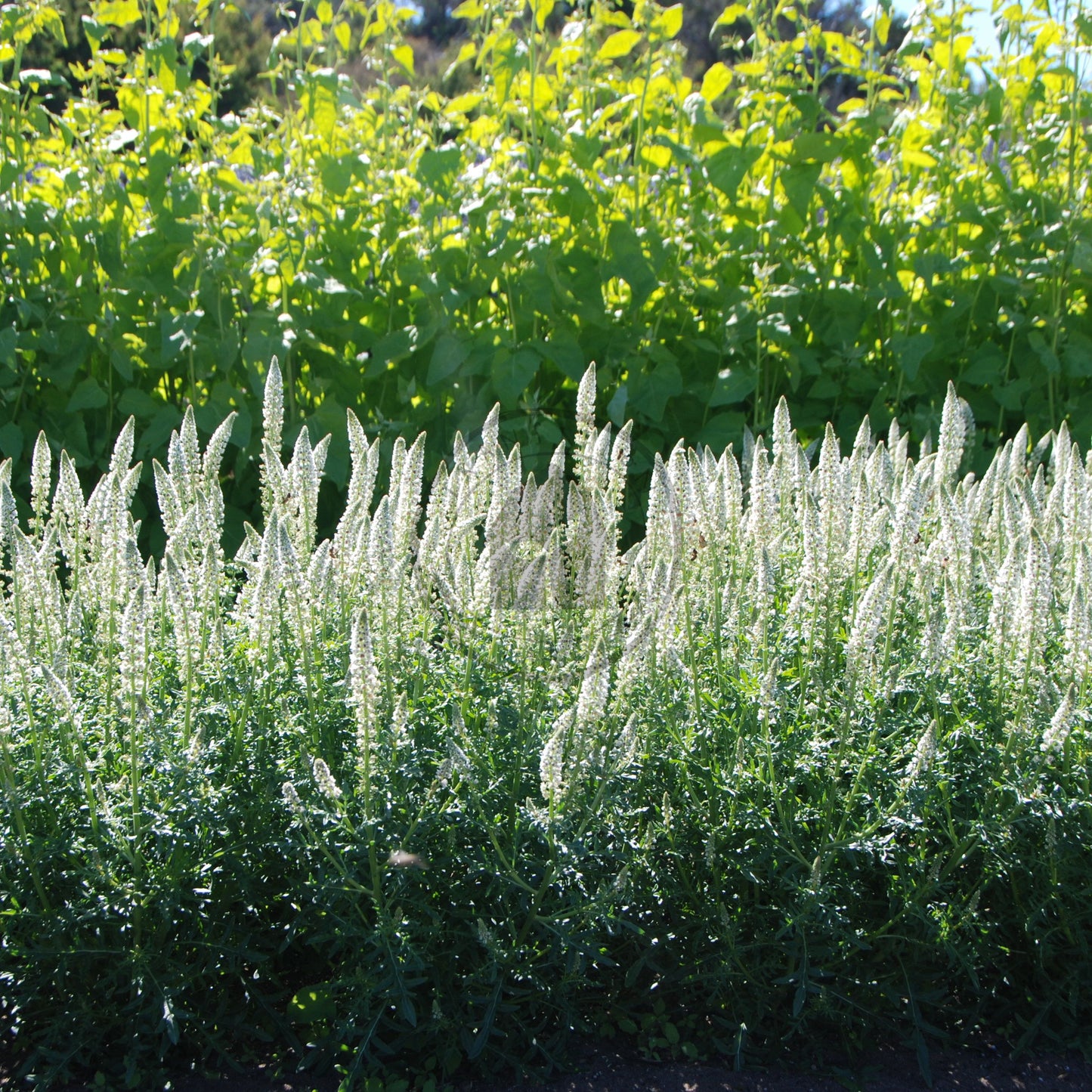 Row of green plants with white flowers in a garden setting