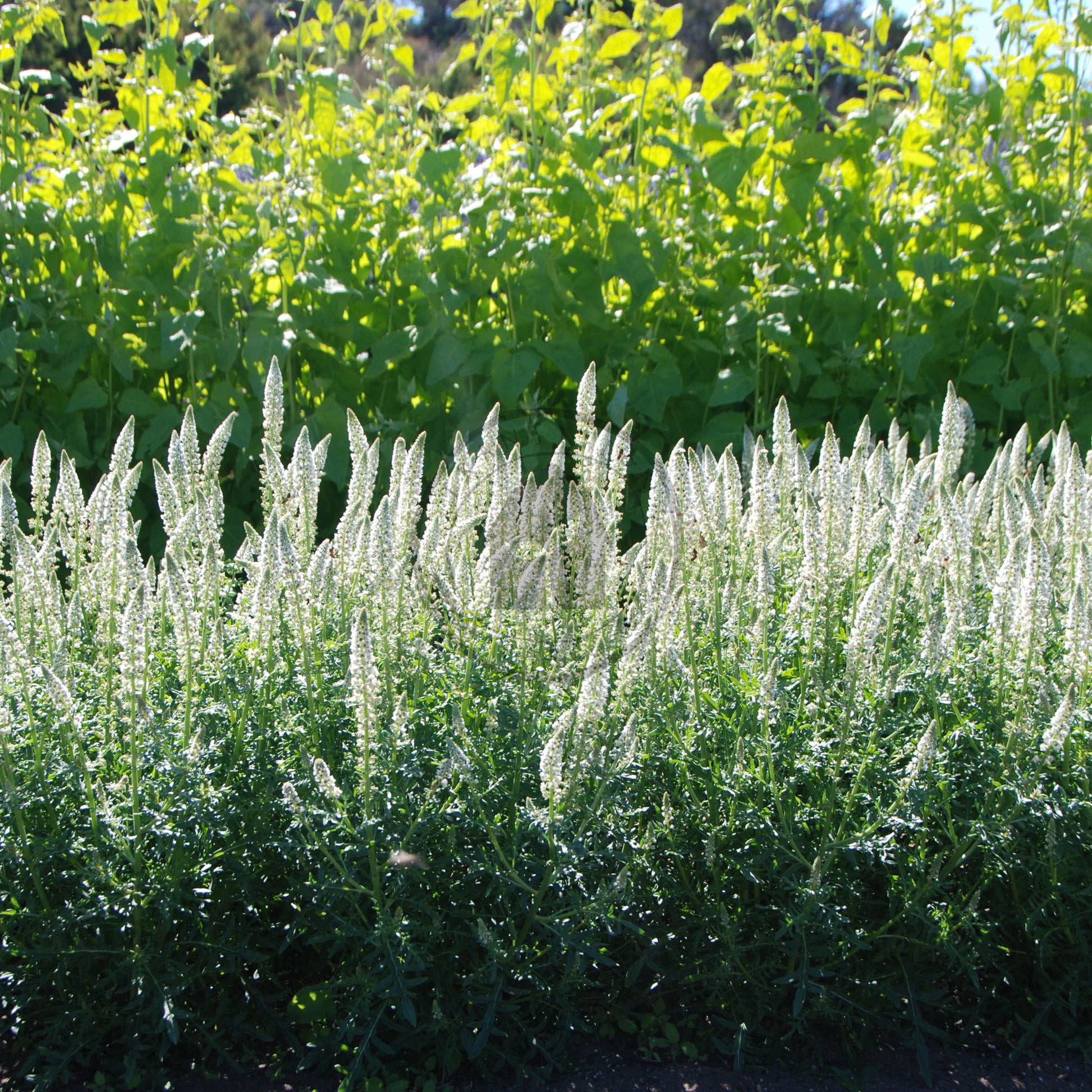 Row of green plants with white flowers in a garden setting