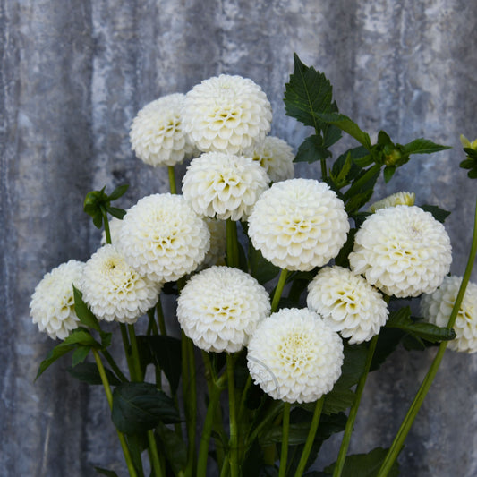 Dahlia 'Glenbank Little Angel'