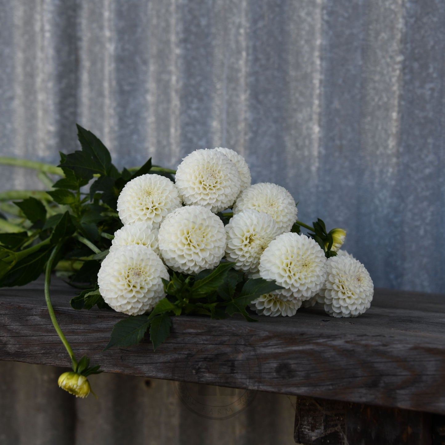 Dahlia 'Glenbank Little Angel'