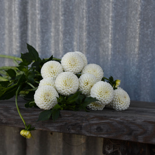 Dahlia 'Glenbank Little Angel'