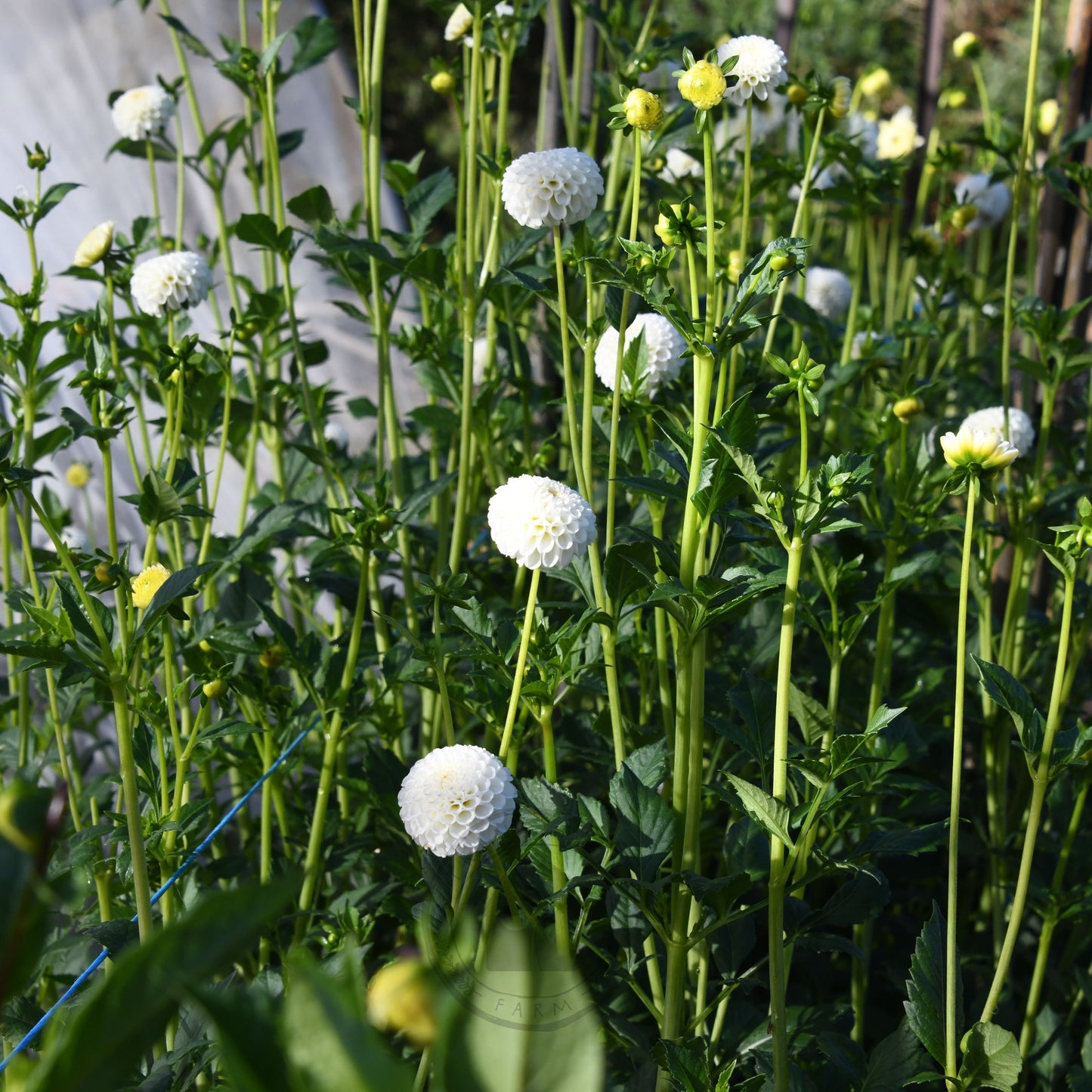 Dahlia 'Glenbank Little Angel'