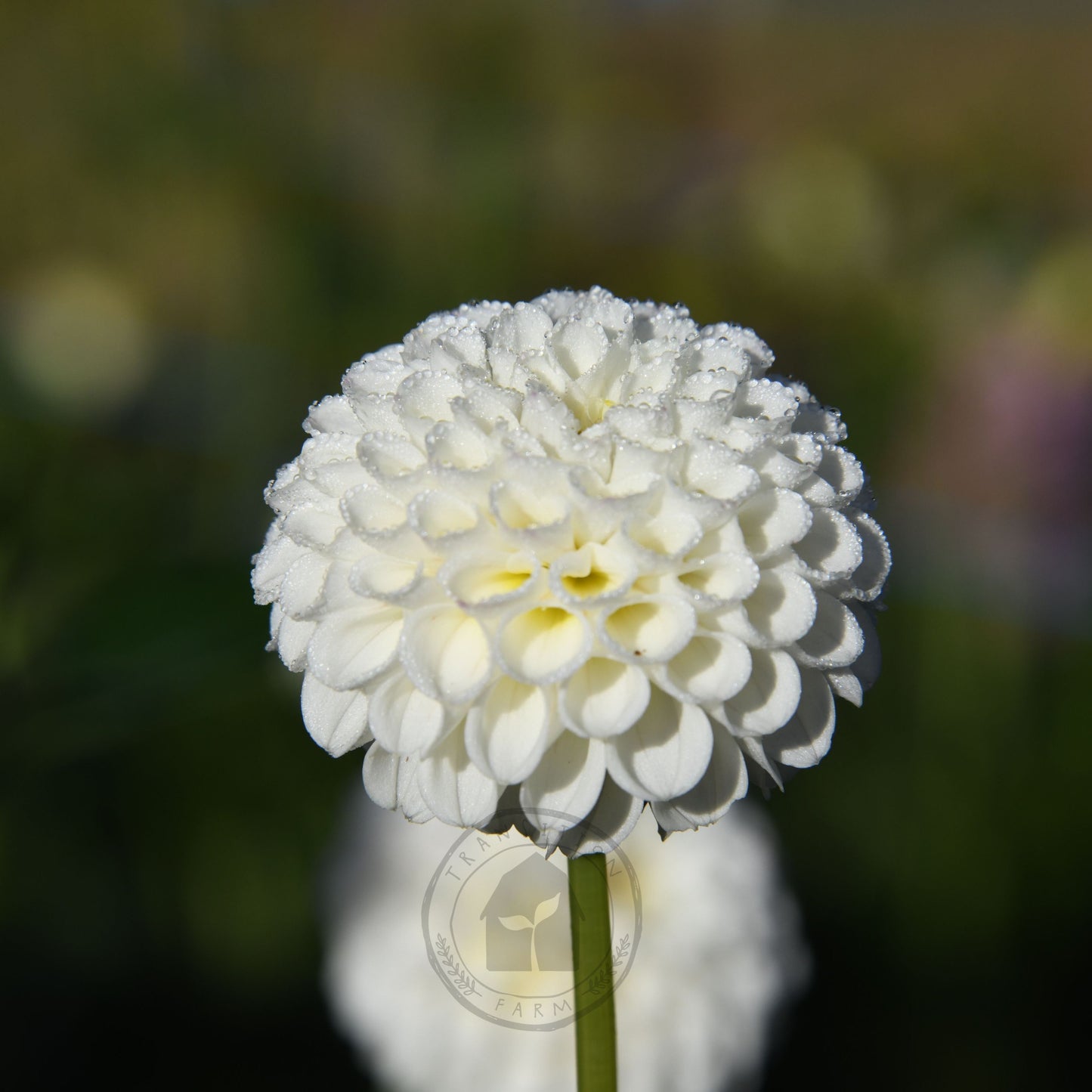 Dahlia 'Glenbank Little Angel'