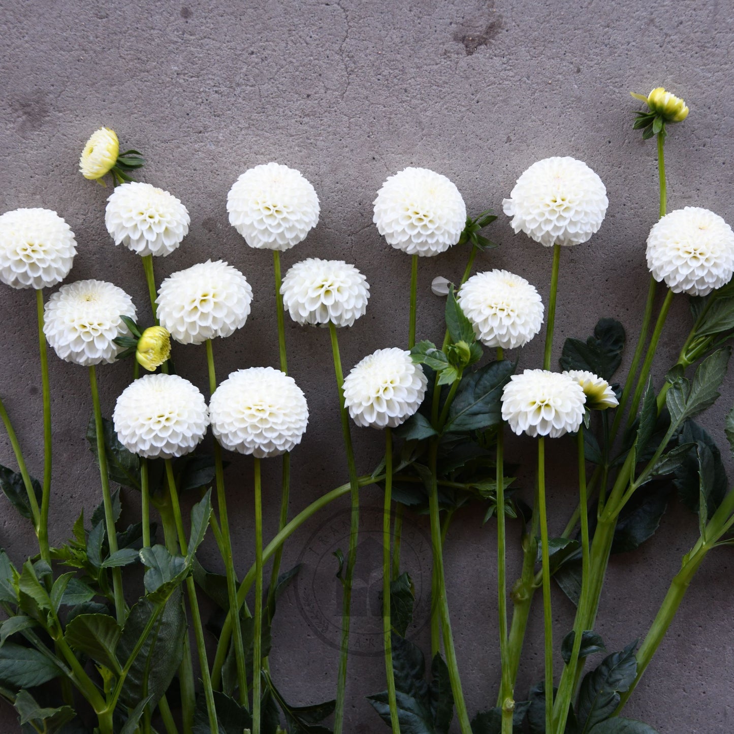 Dahlia 'Glenbank Little Angel'