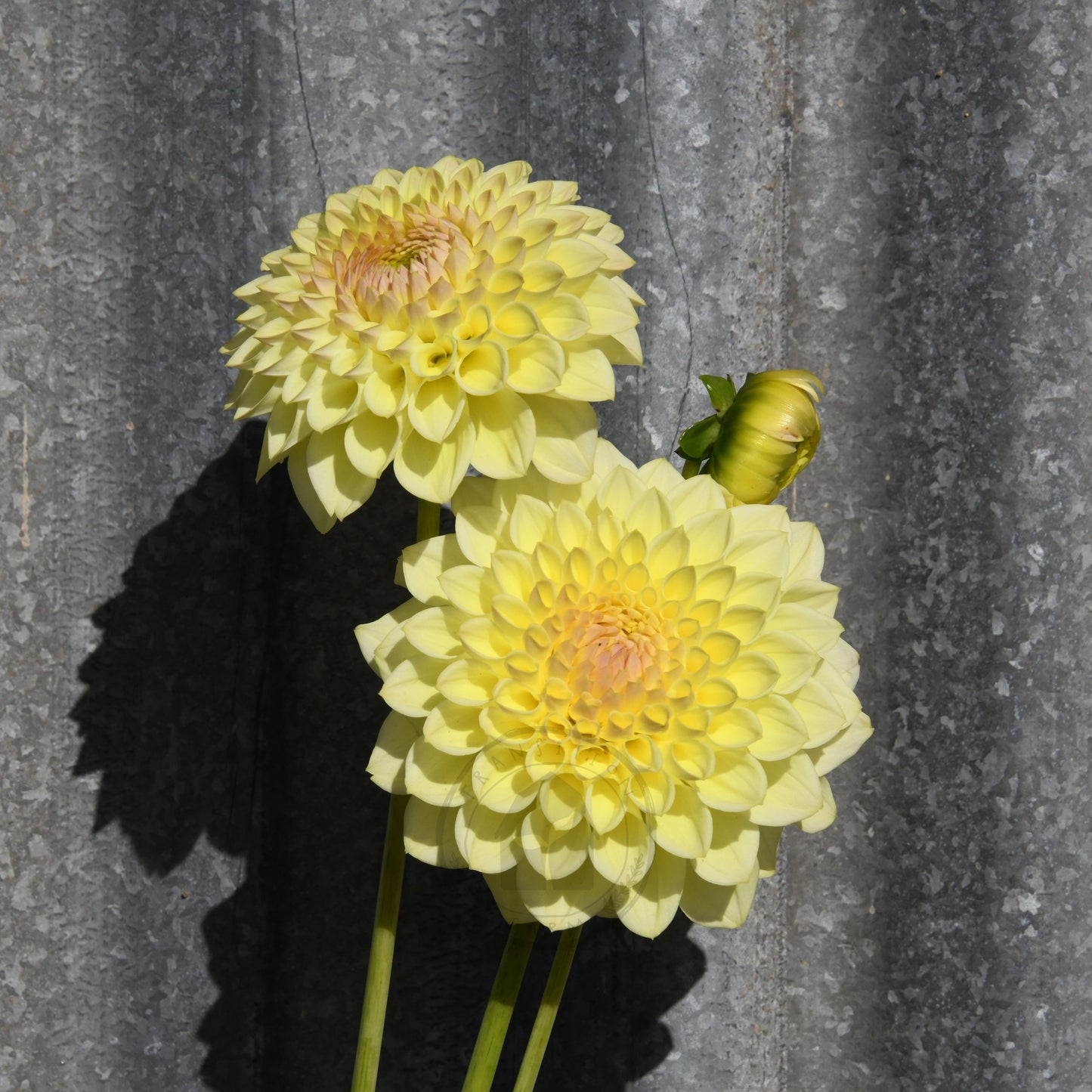Dahlia 'Winholme Diane'