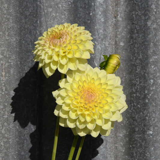 Dahlia 'Winholme Diane'
