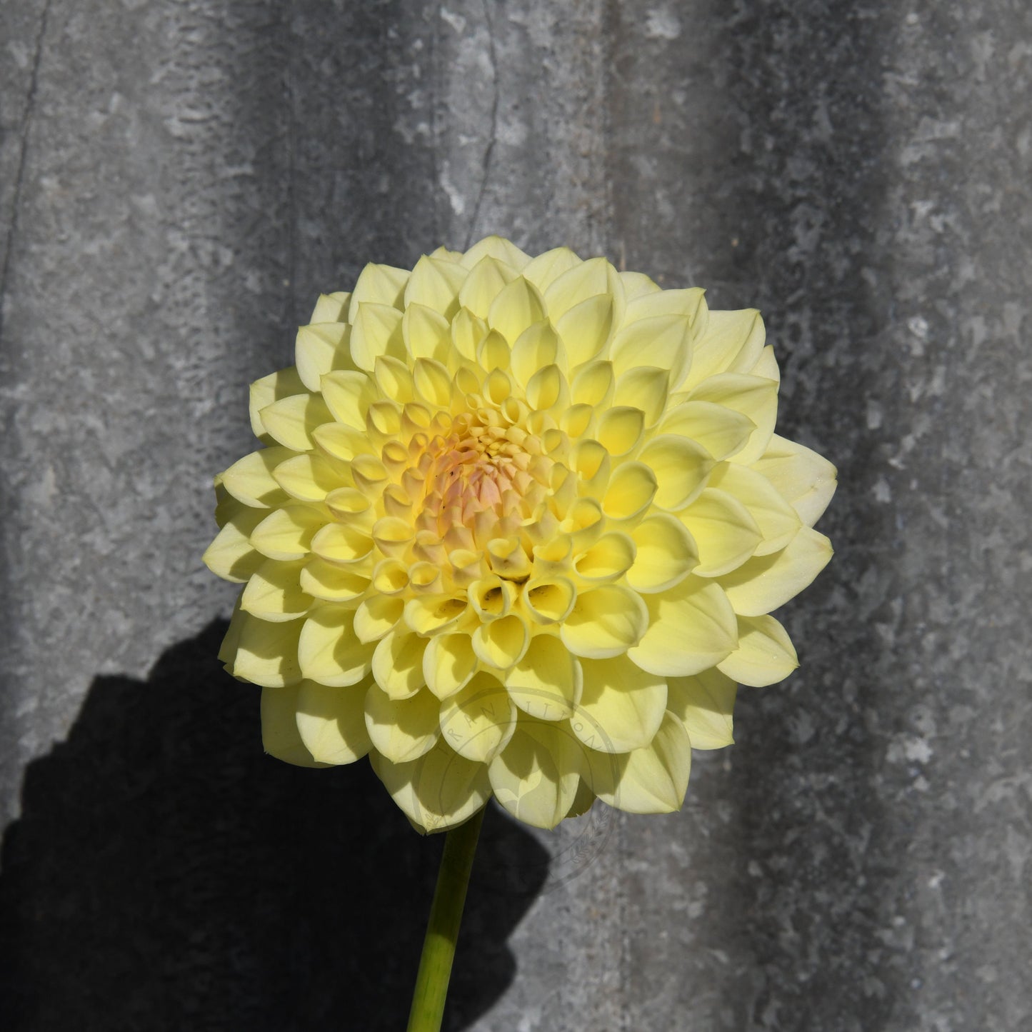 Dahlia 'Winholme Diane'